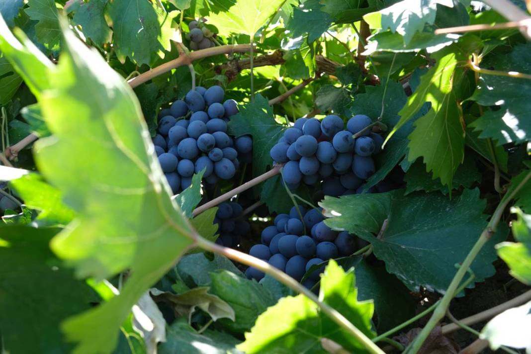 Saç ve cilt sağlığını koruyor, gözlere iyi geliyor! Türkiye'nin tescilli meyvesi kapış kapış satılıyor, kilosu 55 TL 4